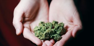 marijuana. Photo by Sharon McCutcheon from Pexels