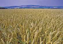 SA's wheat supply