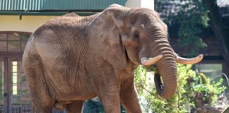 Beware the elephants