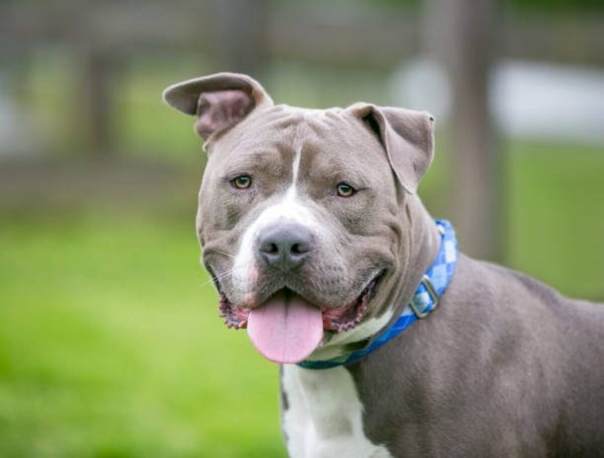 ●PIT BULL VICIOUS PitBull-1200x910.jpg