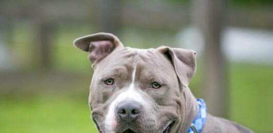 Pit bull attack