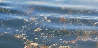 eThekwini sewage spill case