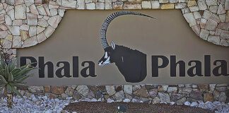 Phala phala