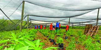 'SA risks losing first-mover advantage in cannabis trade'
