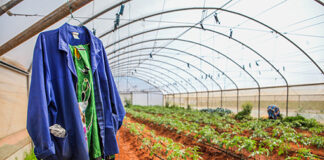 Agriculture helps SA economy grow