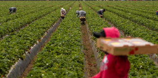 Crop production season in Malawi
